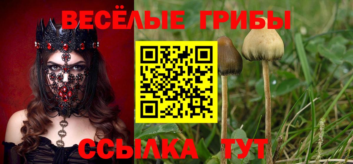 Галлюциногенные грибы Psilocybine cubensis  Вход с VPN  Набережные Челны 